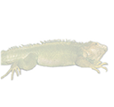 iguana