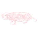 naked mole rat