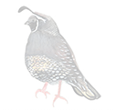 quail