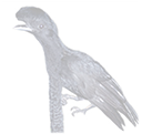 umbrella bird