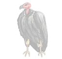 vulture