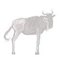 wildebeest