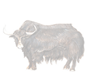 yak
