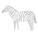 zebra