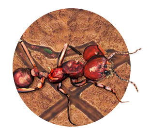 ant