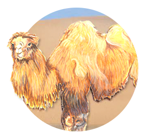camel