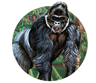 gorilla
