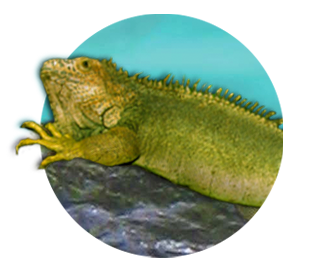 iguana