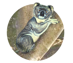 koala