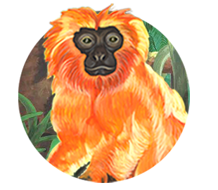 monkey