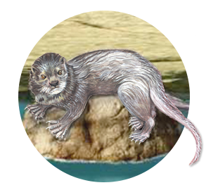 otter