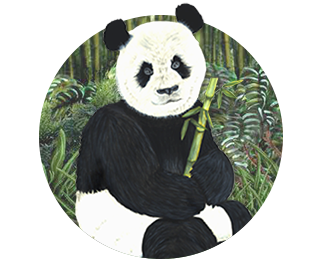 panda