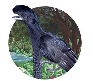 umbrella_bird