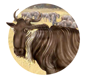wildebeest