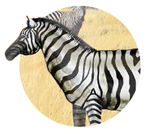zebra