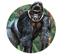 Gorilla