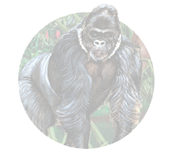 Gorilla