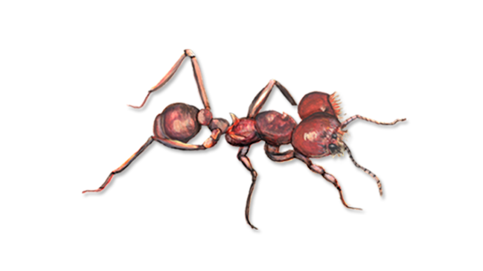 Ant