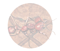 Ant
