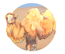 camel