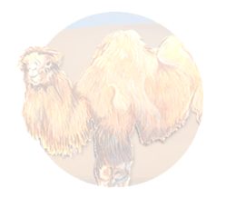 camel