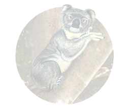 koala