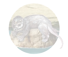otter