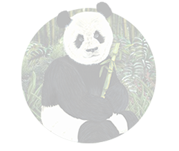 panda