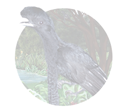 umbrella bird