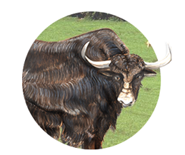 yak