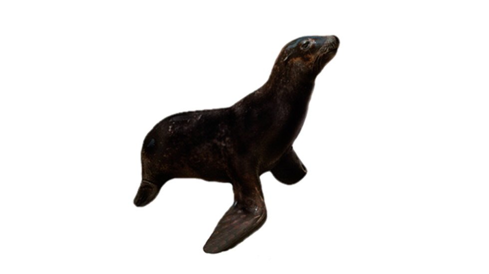 Sea Lion
