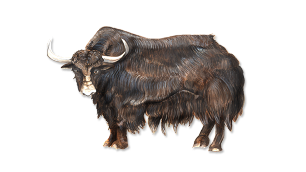 Yak