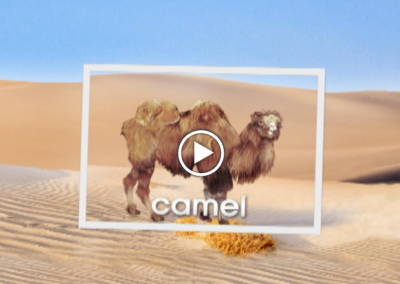 The Secret Letter “C”