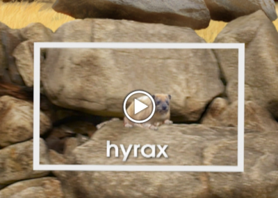 The Secret Letter “X”