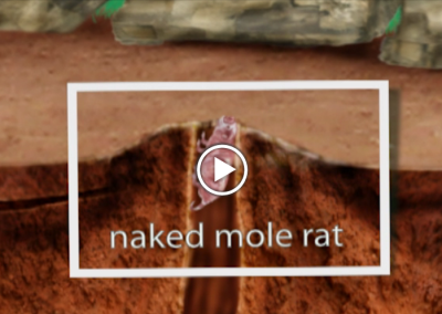 The Secret Letter “N”