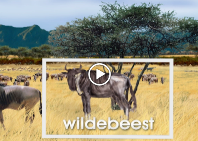 The Secret Letter “W”