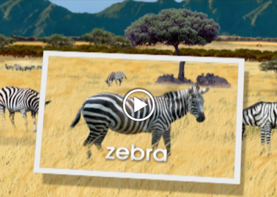 The Secret Letter “Z”