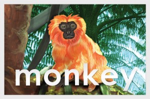 Monkey