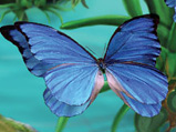 butterfly_02