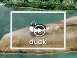 toucan_02