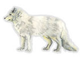 jaguar_03