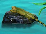 iguana_02