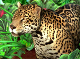 jaguar_03