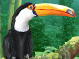 toucan_02