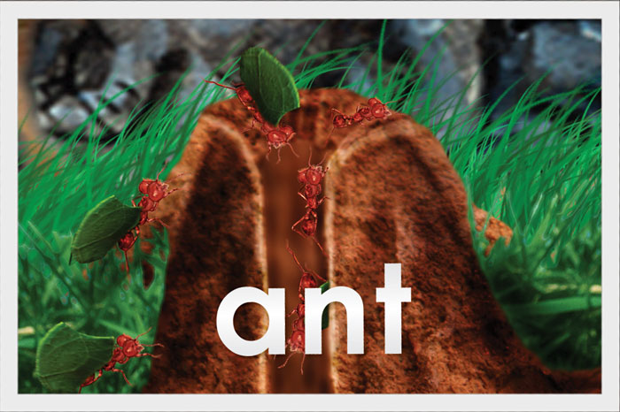 Ant
