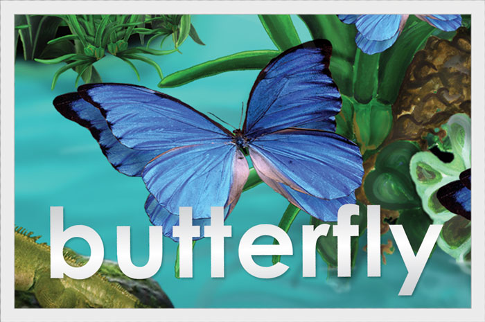 Butterfly