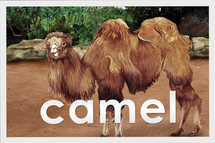 Camel