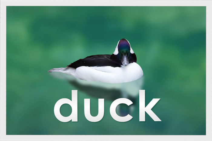 Duck