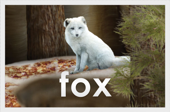 Fox