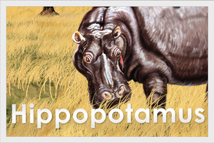 Hippopotamus
